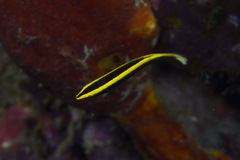 Labroides bicolor