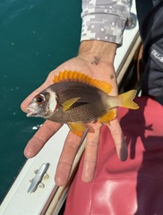 Whitecheek Monocle Bream photo 4