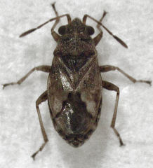 Nysius huttoni