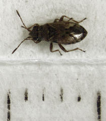 Nysius huttoni