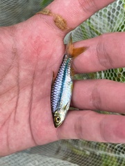 Sarawak Rasbora photo 1