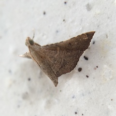 Endotricha theonalis