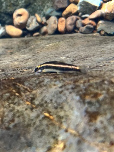 Striped labeo (Paracrossochilus vittatus) — Cyprinidae