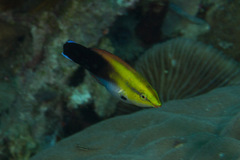 Labroides pectoralis