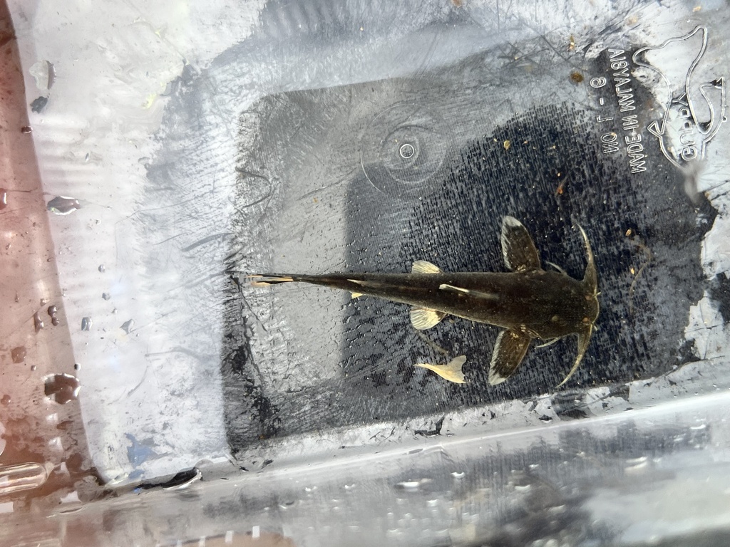 Major catfish (Glyptothorax major) — Sisoridae
