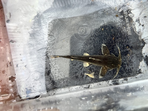 Major catfish (Glyptothorax major) — Sisoridae