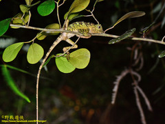 Gonocephalus bornensis