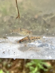 False Spanner Barb photo 4