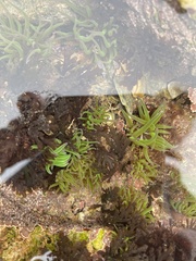 Anemonia viridis image