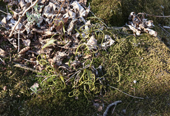 Lepisorus ussuriensis