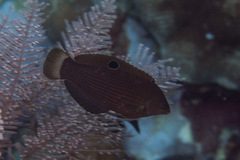 Halichoeres marginatus
