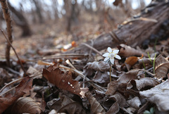 Eranthis stellata
