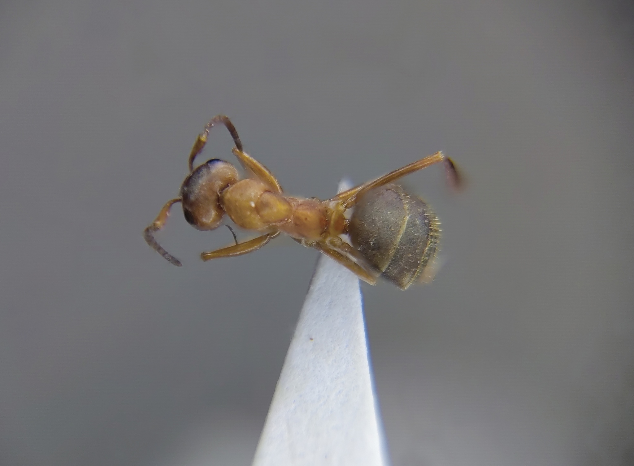 Formica clara sinae