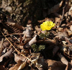 Adonis amurensis