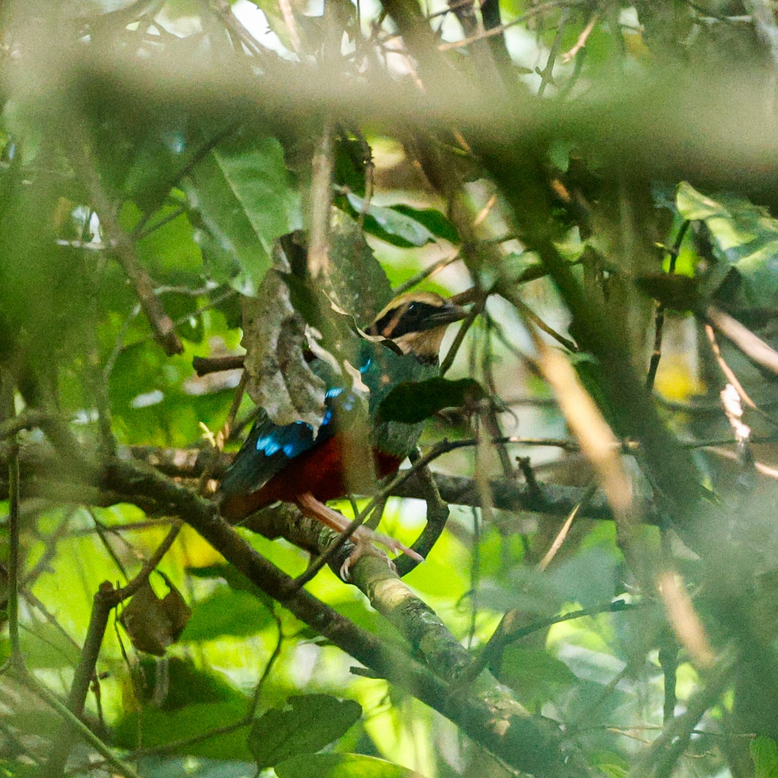 Green-breasted Pitta (Pitta reichenowi), photo 1
