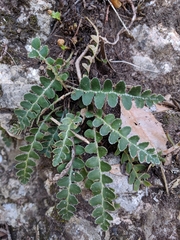 Asplenium ceterach image