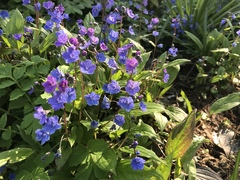 Omphalodes cappadocica