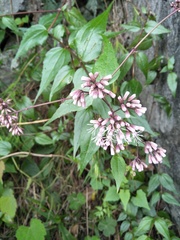 Eupatorium amabile
