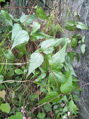 Eupatorium amabile