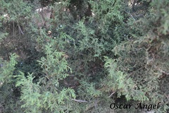 Juniperus saltillensis