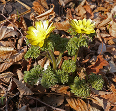 Adonis amurensis