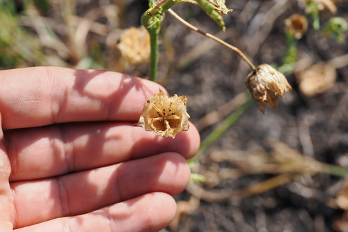 bladder ketmia (Hibiscus verdcourtii)