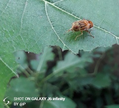 Eristalinus