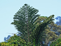 Caryota no