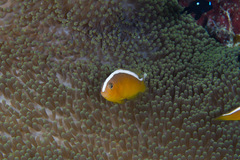 Amphiprion sandaracinos