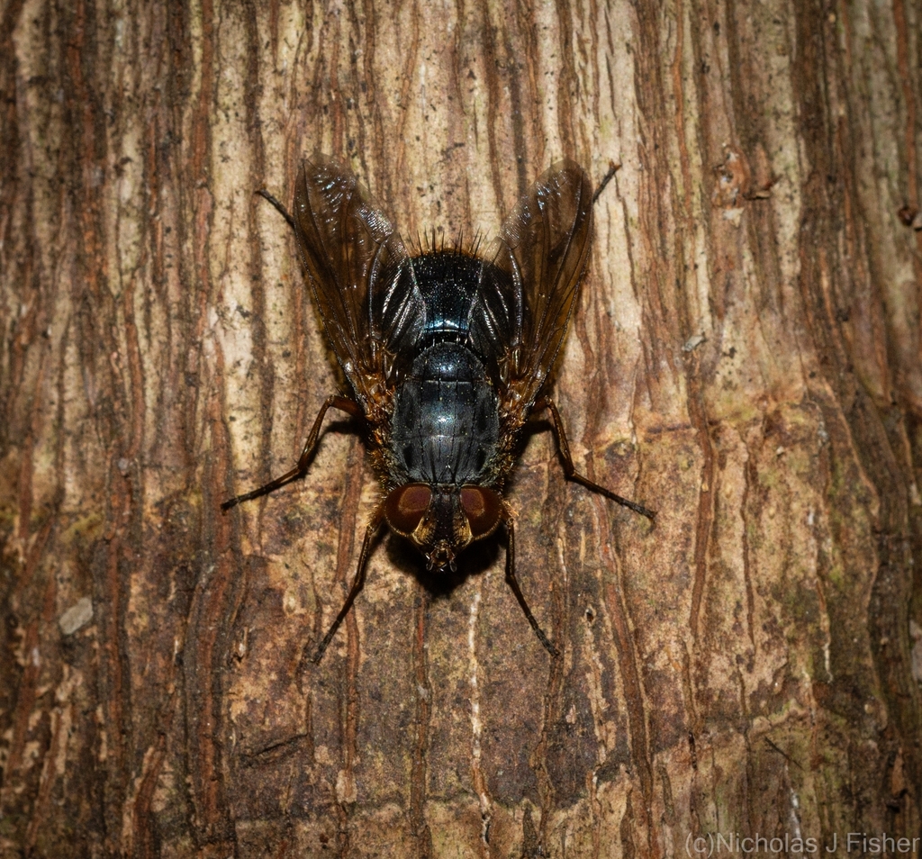 Bot Flies, Blow Flies, and Allies from Tamborine Mountain QLD 4272, Australia on January 24