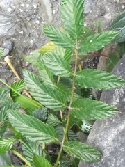 Rubus fraxinifolius