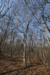 Betula costata