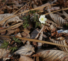 Anemonoides amurensis