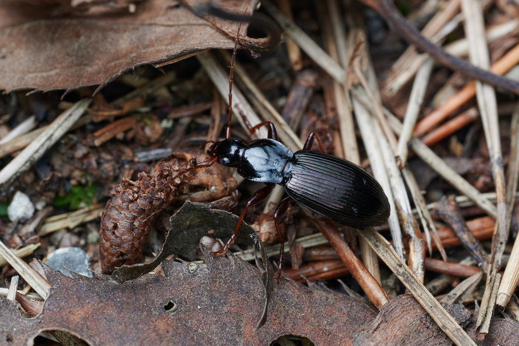 Pristosia suensoni