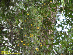 Rhododendron nieuwenhuisii