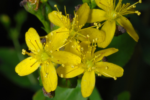 Spotted St. Johnswort (Hypericum punctatum)