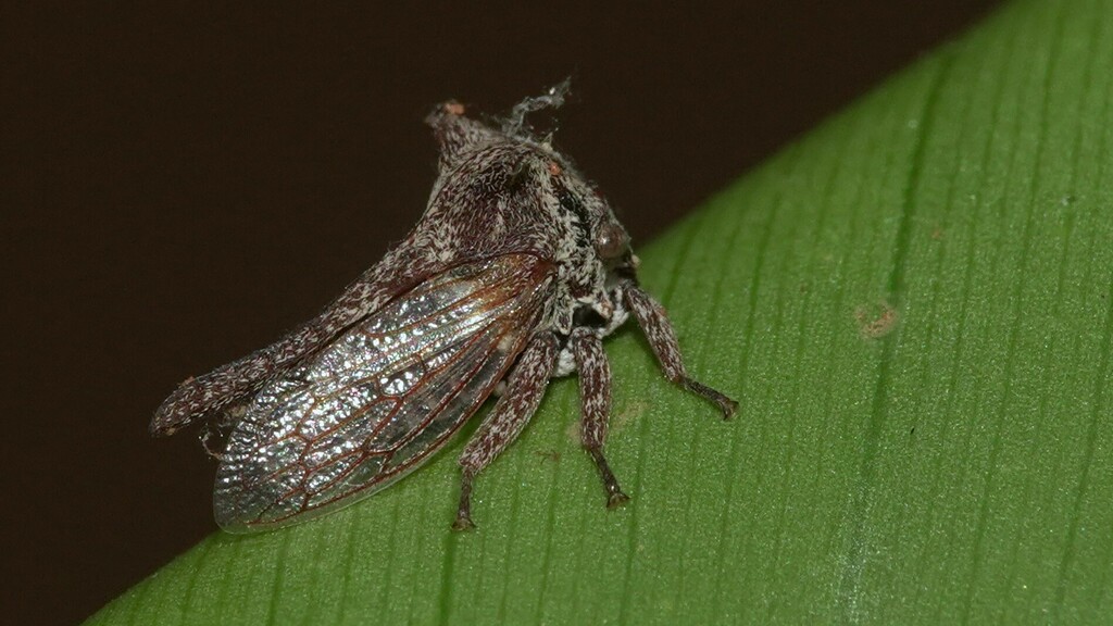 Oxyrhachis monochroma
