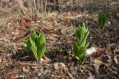 Veratrum dahuricum