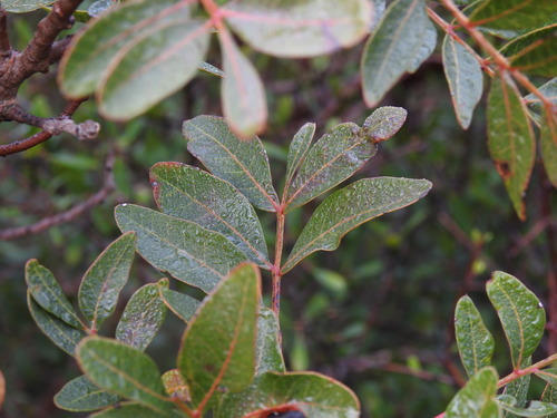 Pistacia × saportae (Pistacia × saportae)