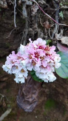 Image of Bergenia pacumbis by (c) Martin Jung, some rights reserved (CC BY)