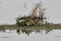 Motacilla flava cinereocapilla