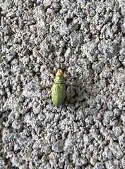 Pachyrhinus lethierryi
