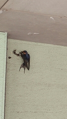 Hirundo rustica gutturalis