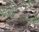 Passer montanus