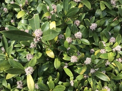 Skimmia