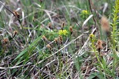 Carex caryophyllea