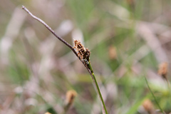 Carex caryophyllea