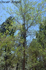 Fraxinus cuspidata