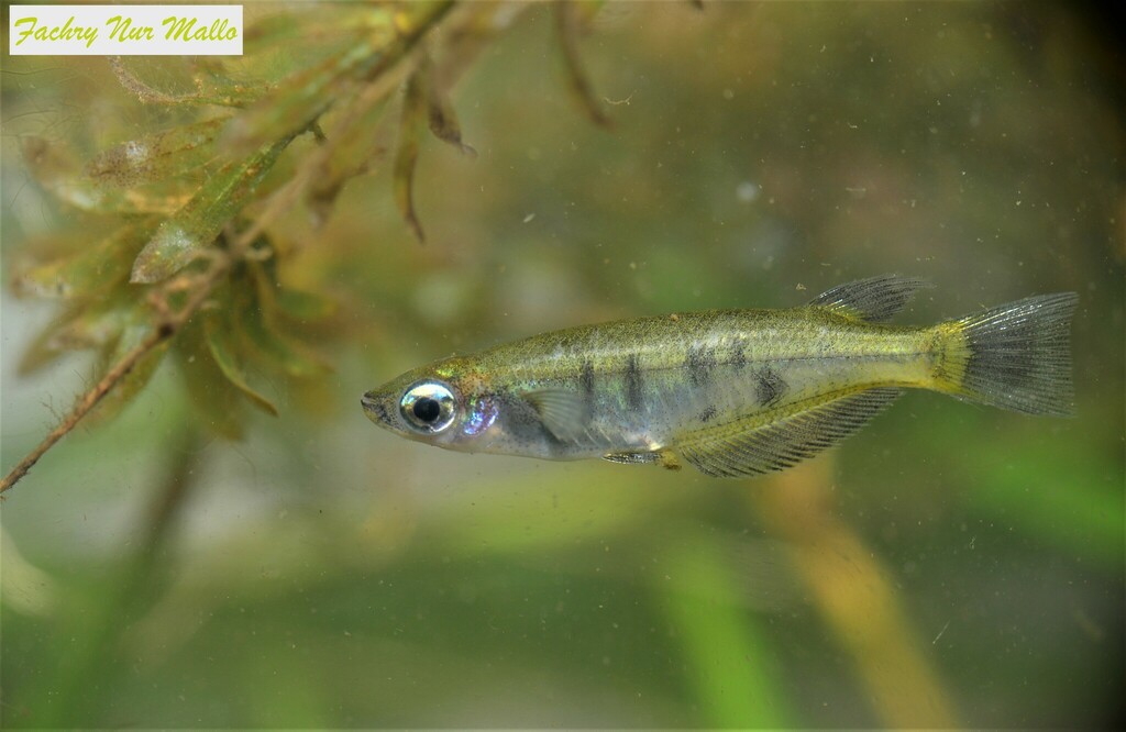 Matano Ricefish