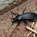 Carabus grossefoveatus - Photo (c) Li Jianbo, algunos derechos reservados (CC BY-NC-ND), subido por Li Jianbo